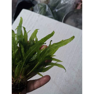 เฟรินรากดำต้นไม้น้ำ( Java fern )หลายชนิด Microsorium ต้นไม้ตกเเต่งตุ้ปลากรุณา อ่านรายละเอียกก่อนสั่ง