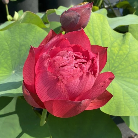 3 เมล็ดพันธุ์ บัว บัวสวยงาม บัวอ่าง บัวบึง สายพันธุ์ Drop Blood สีแดง