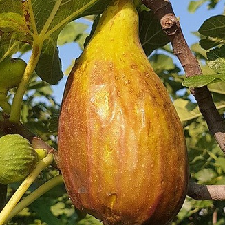 Figs ต้นมะเดื่อฝรั่ง พันธุ์ Long d'Aout (ลองดุก) กระถาง 6 นิ้ว ลำต้นสูง 30-40 ซม