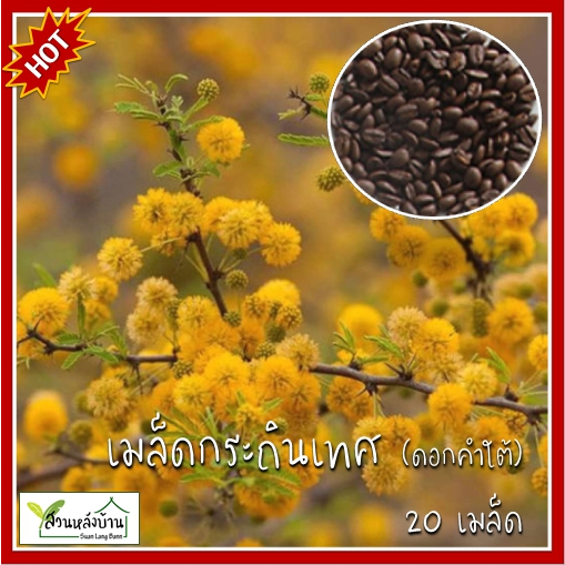 20 เมล็ด กระถินเทศ เมล็ดกระถินเทศ ดอกคำใต้ เมล็ดดอกคำใต้ บุหงาอินโดนีเซีย