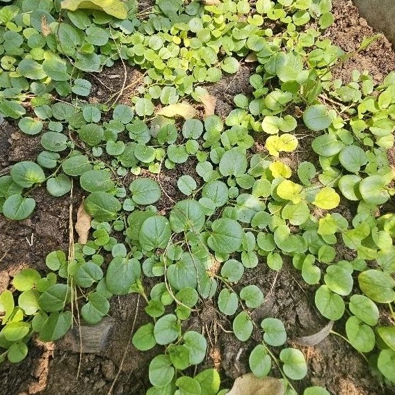 หญ้าใบต่างเหรียญ🎈10ปีไม่ต้องตัด++🎯ถูกที่สุด10บ.🎯เมล็ดพันธุ์หญ้าใบต่างเหรียญ10-60 เมล็ด🌱ปลูกง่าย☘️โตไว☘️ใบสวย🌱10แถม1!! - รูปที่ 2