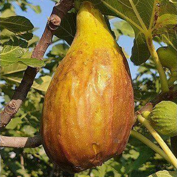 1 ต้นมะเดื่อฝรั่ง พันธุ์ long d'aout Figs กระถาง 6 นิ้ว ลำต้นสูง 30-40 ซม (เสียบยอด)