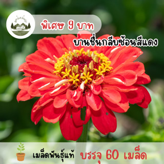 เมล็ดพันธุ์ดอกบานชื่นกลีบซ้อนสีแดง 60 เมล็ด