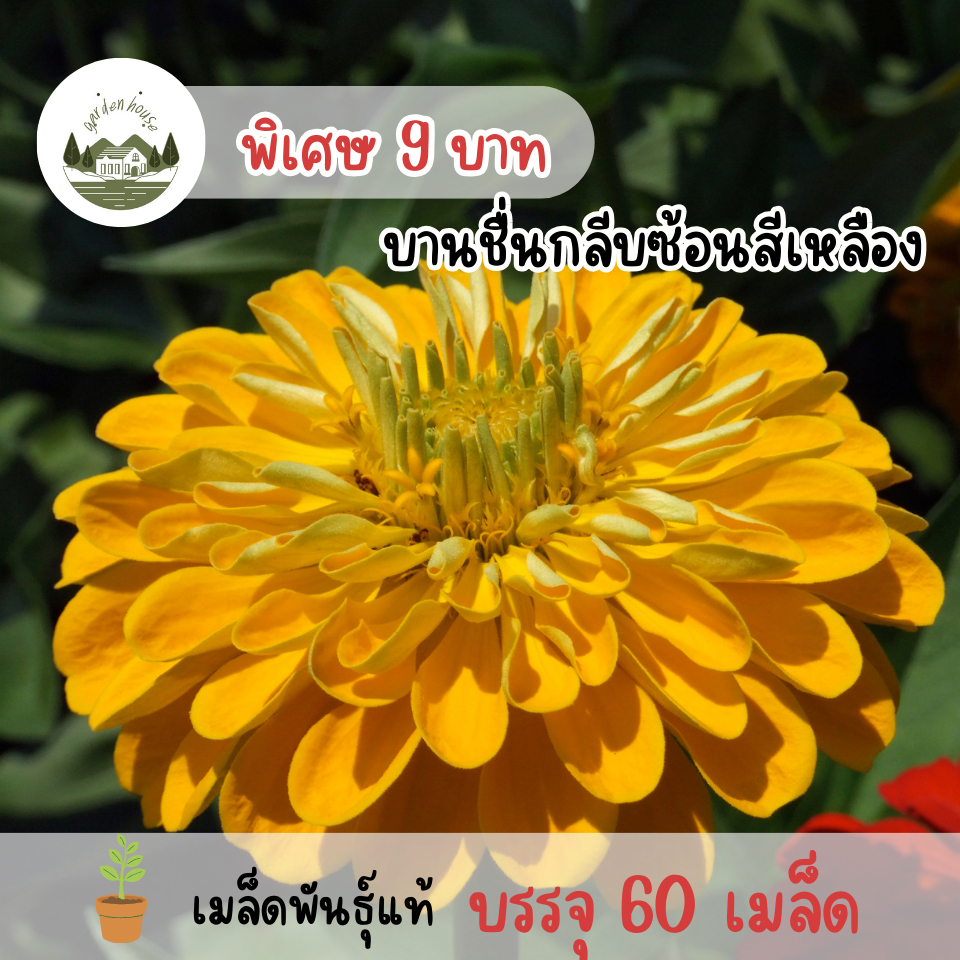 เมล็ดพันธุ์ดอกบานชื่นกลีบซ้อนสีเหลือง 60 เมล็ด