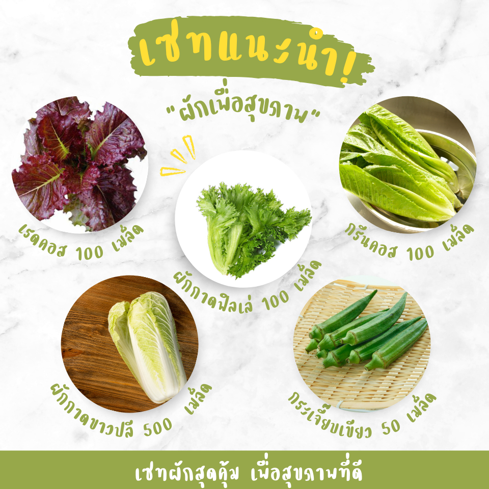 เซทแนะนำ เซทผักเพื่อสุขภาพปลูกง่าย (เรดคอส กรีนคอส สลัดฟิลเล่ ผักกาดขาวปลี กระเจี๊ยบเขียว)
