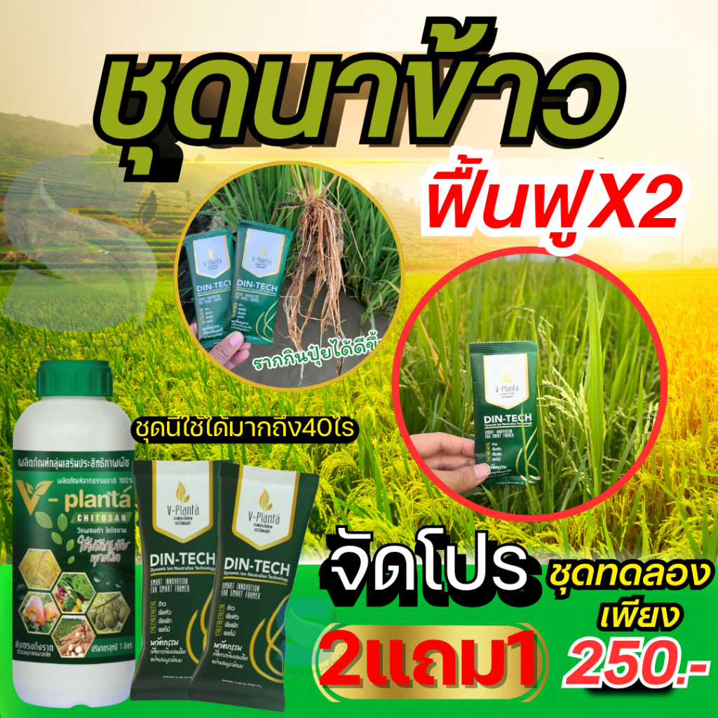 ชุดคู่หูนาข้าว ผสมน้ำ2000ลิตรคู่ซี้นาปรัง ปุ๋ยข้าว สารเสริมประสิทธิภาพบำรุงพืชพรรณทุกชนิด วีแพลนต้า-ไคโตซาน 1000ml