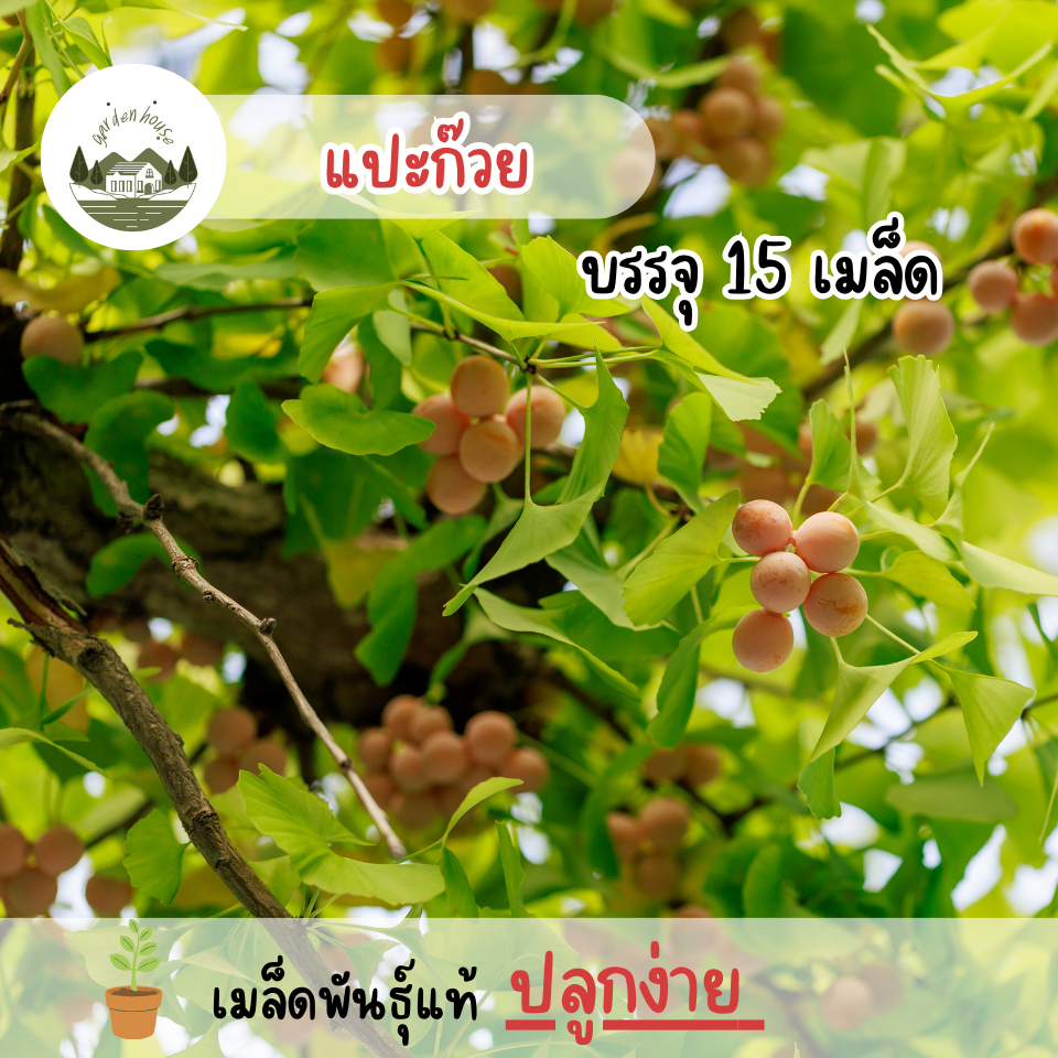 เมล็ดพันธุ์แปะก๊วย 15 เมล็ด