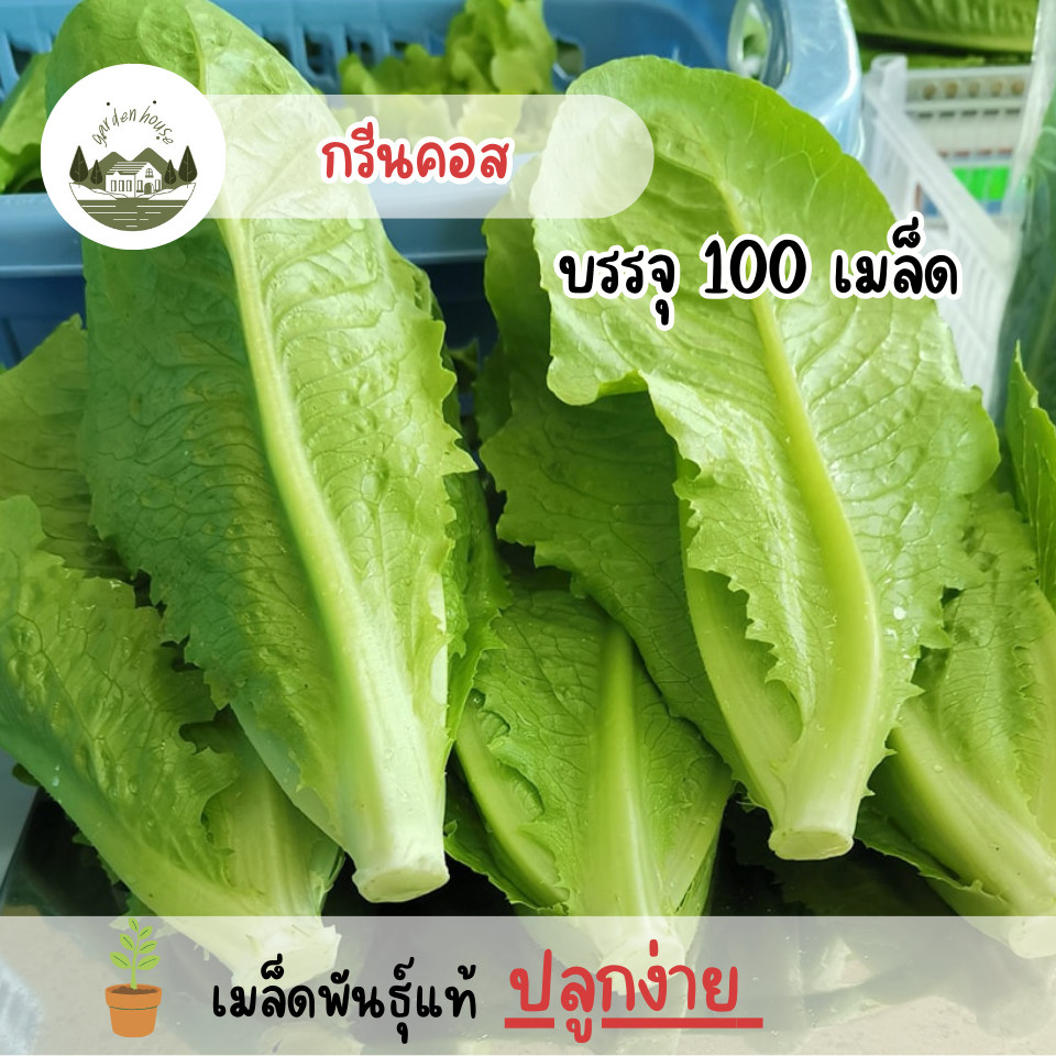 เมล็ดพันธุ์กรีนคอส 100 เมล็ด