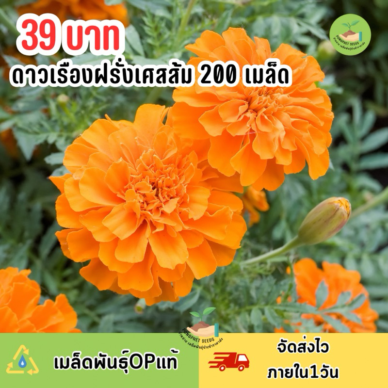 ดาวเรืองฝรั่งเศส สีส้ม (Orange) 200 เมล็ด ปลูกง่ายดุแลง่าย – โปรปัง