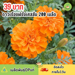 ดาวเรืองฝรั่งเศส สีส้ม (Orange) 200 เมล็ด ปลูกง่ายดุแลง่าย