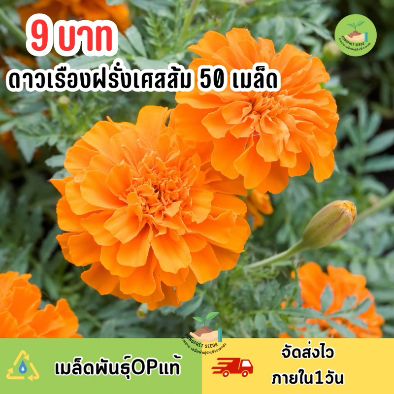 9 บาท เมล็ดพันธุ์ดอกดาวเรืองฝรั่งเศสส้ม50 เมล็ด