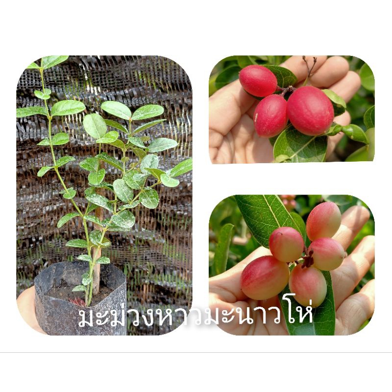 มะม่วงหาวมะนาวโห่เพาะเมล็ดในถุงชำ