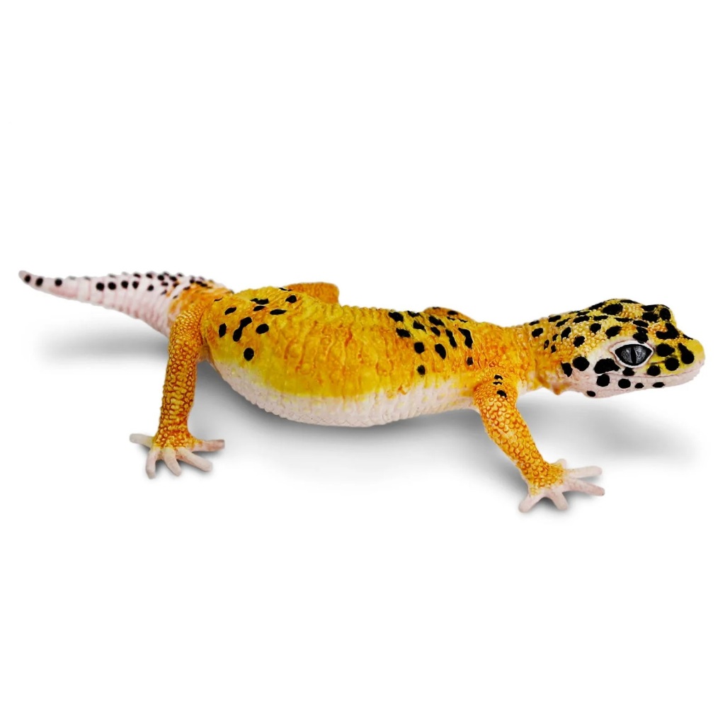 Safari Ltd. : SFR102504 โมเดลตุ๊กแกเสือดาว Leopard Gecko