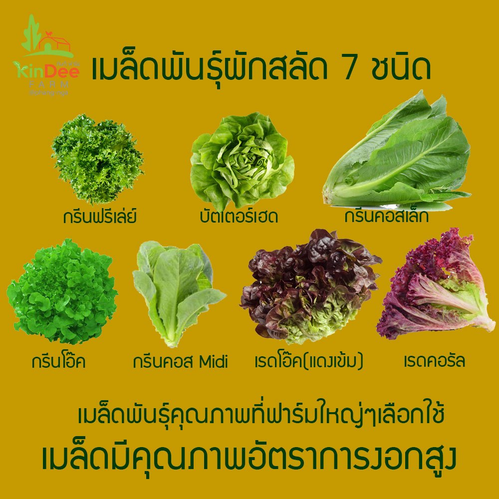 เมล็ดพันธุ์ผักสลัดเมล็ดคุณภาพดีเมล็ดเปลือยอัตตรางอกดี เมล็ดพันธุ์ 7ชนิดปลูกแบบไฮโดรโปนิกส์หรือดินก็งอกดีทนต่อโรค100เมล็ด