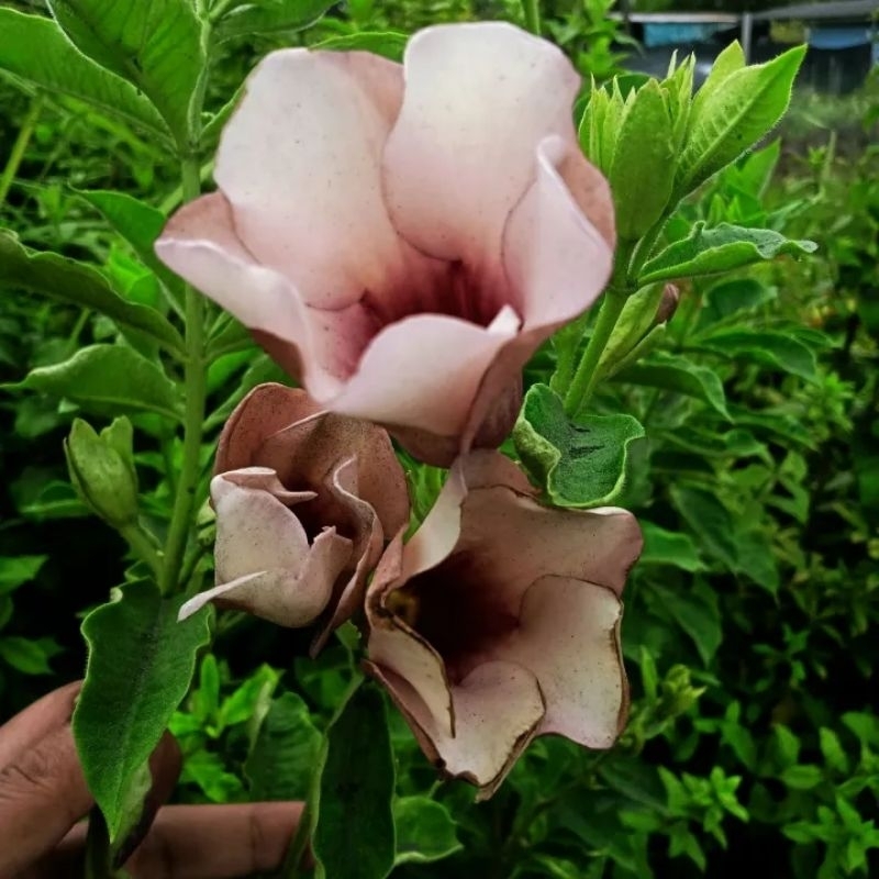 บานบุรีสีชมพูโอรส1ต้นถุงดำเป็นสีที่หายากไม้ประดับ