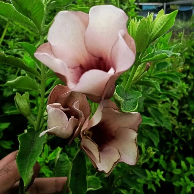 บานบุรีสีชมพูโอรส1ต้นถุงดำเป็นสีที่หายากไม้ประดับ