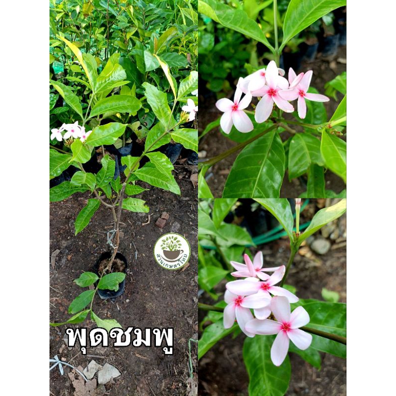 ต้นพุดชมพู ขนาดต้น 40- 60ซม. ต้นเคยติดดอกแล้วหลายครั้ง