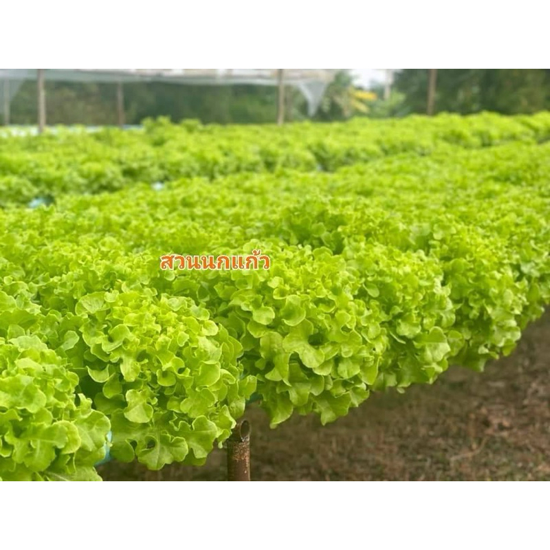 เมล็ดพันธุ์ผักสลัด ชนิดเคลือบ ENZA ZADEN แบ่งบรรจุ 100 เมล็ด - รูปที่ 6