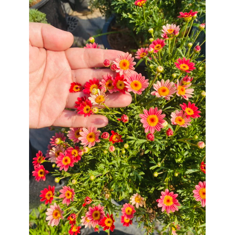 NEW😍Paris Daisy (ปารีส เดซี่) สีแดง เหลือง ชมพู ดอกไม้กินได้ กระถาง 8 นิ้ว*ส่งติดดอก* ดอกหลายโทนสีในต้นเดียว ต้นไม้