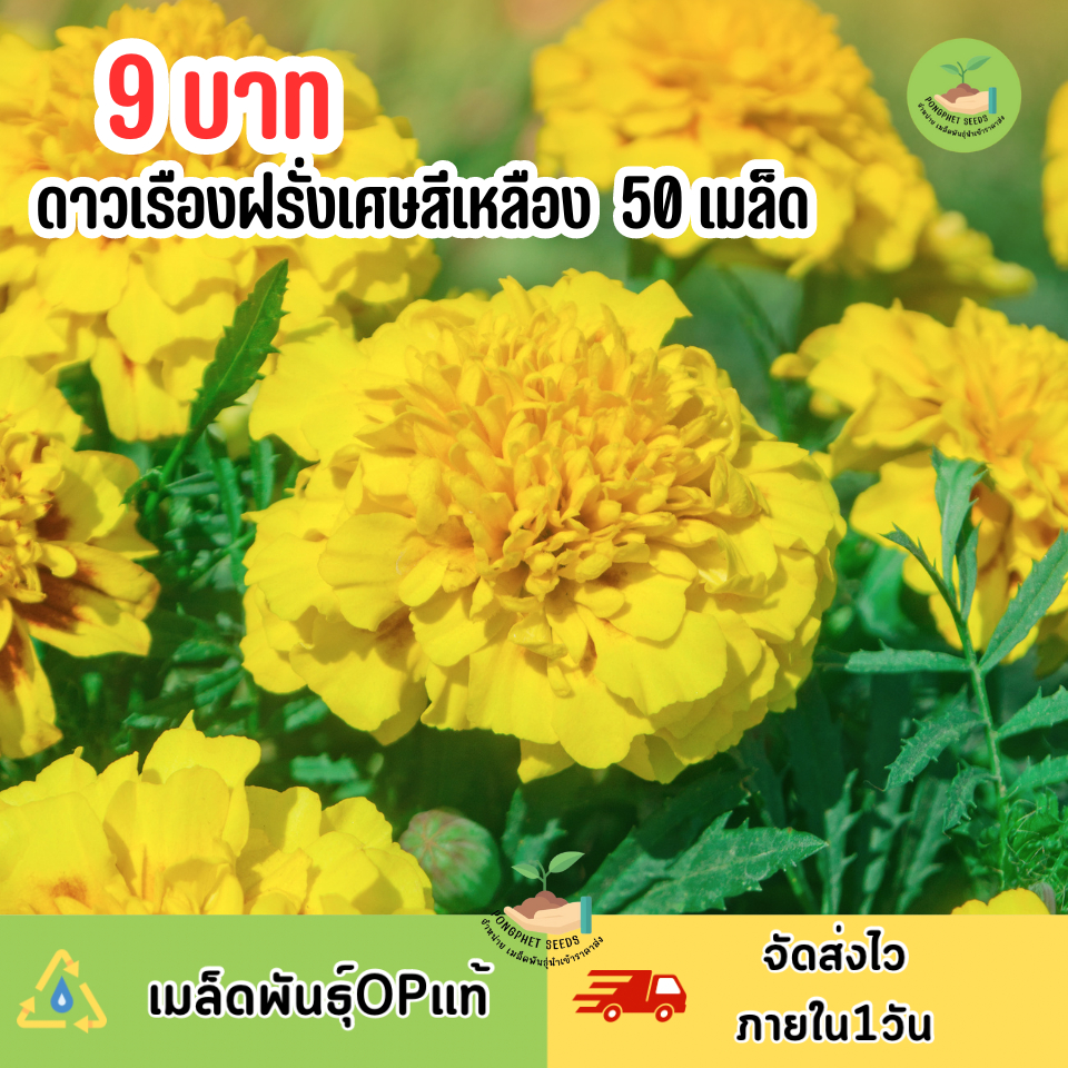 9 บาท เมล็ดพันธุ์ดอกดาวเรืองฝรั่งเศษสีเหลือง บรรจุ 50 เมล็ด