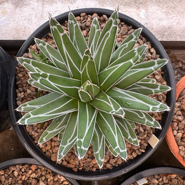 หน่ออากาเว่ Agave victoriae-reginae ลายสวย ทรงสวย