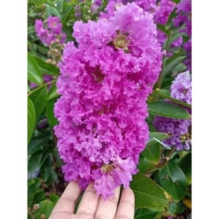 ต้นม่วงส่าหรี่1ต้นถุงดำ20-30ซม.ไม้ดอกประดับ