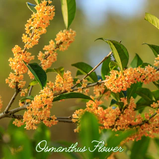 ชาดอกหอมหมื่นลี้ ตราไร่กฤติยา (Osmanthus Flower Tea) ชาดอกไม้ กลิ่นหอม ดื่มง่าย