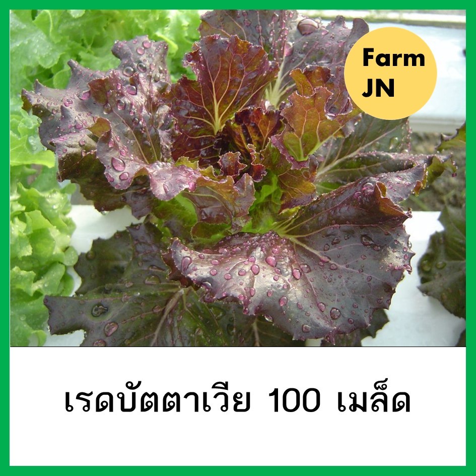 เมล็ดผักสลัดเรดบัตตาเวีย เมล็ดพันธุ์จาก FarmJN