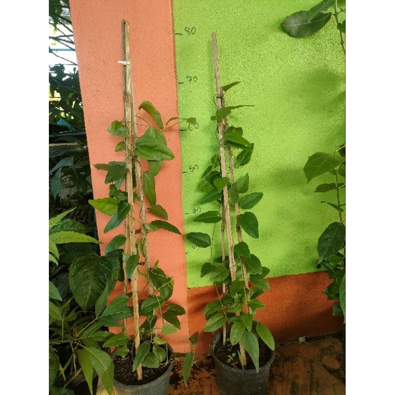 ต้นเยลลี่แบบเลื้อย ต้นชำในกระถาง 5 นิ้วสูง 50-70 เซนติเมตร