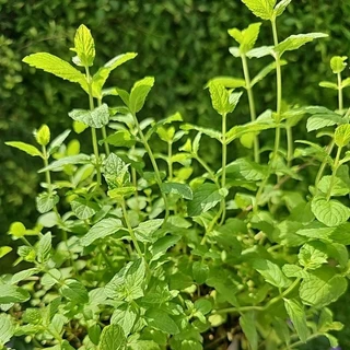 เปเปอร์มิ้นท์📌ถูกที่สุด 15บ.📌 Peppermint50- 200 เมล็ด🌼ปลูกง่าย💐กลิ่นหอมสดชื่น🔥สมุนไพรฝรั่ง