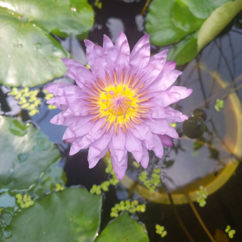 บัวไทย บัวผัน บัวสีม่วง (พร้อมดอก)
