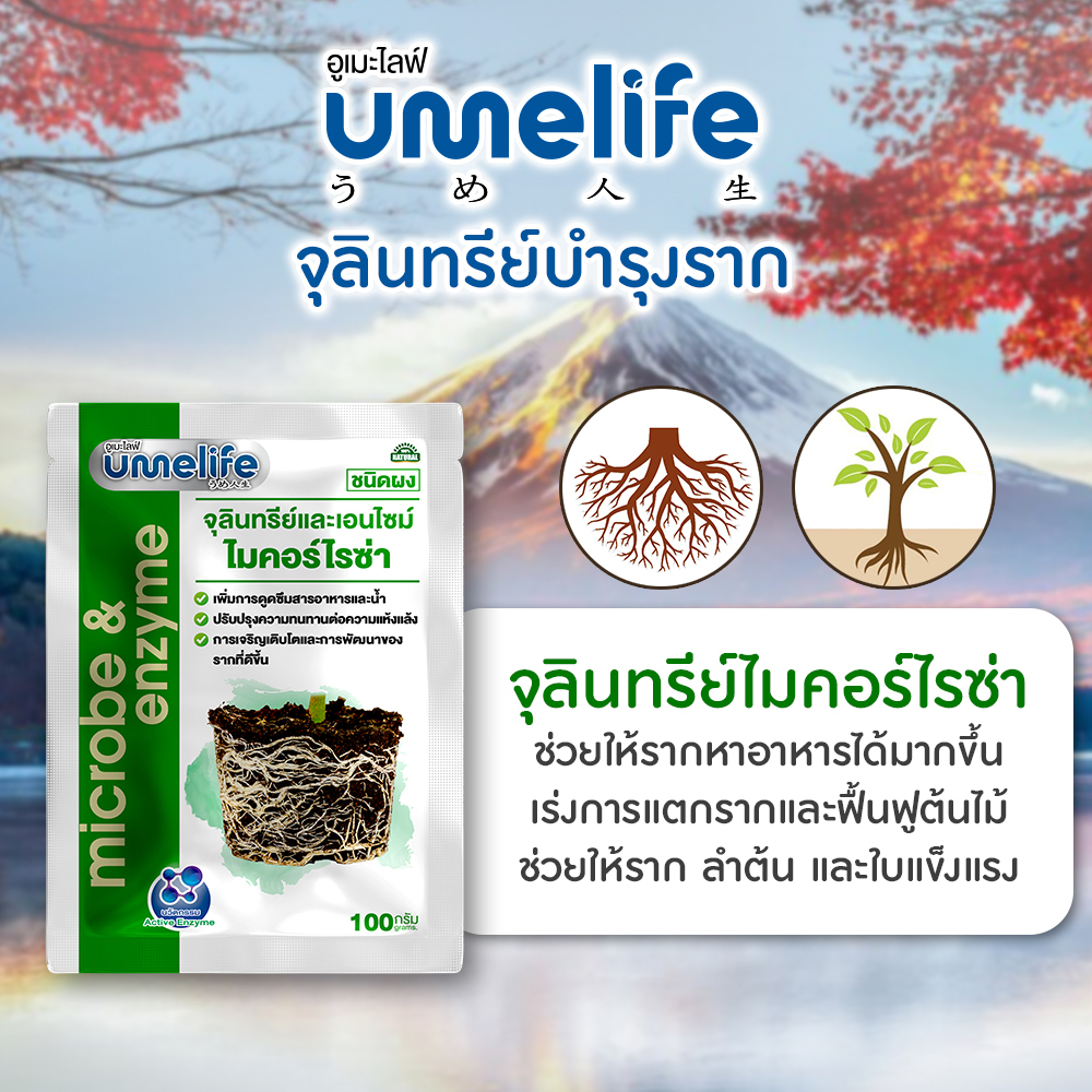 อูเมะไลฟ์ ไมคอร์ไรซ่า 100 กรัม แพ็ค 1-5 ซอง จุลินทรีย์ เร่งราก แตกราก ระเบิดราก รากแน่น บำรุงราก - รูปที่ 7