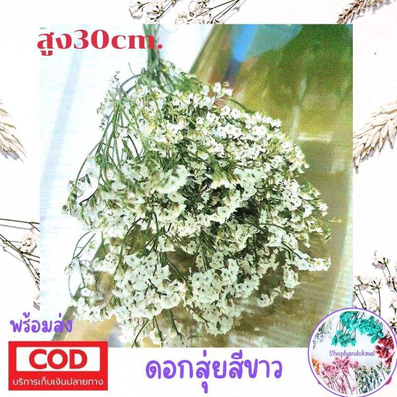 ดอกไม้แห้ง ดอกสุ่ยมี4สีให้เลือก ดอกไม้แห้ง ดอกสุ่ยถูกมากพร้อมส่ง