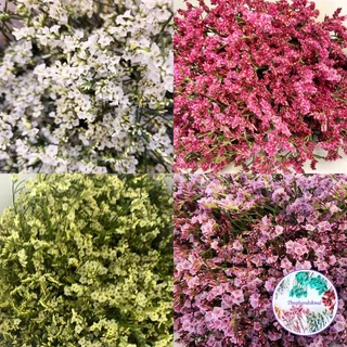 ดอกสุ่ย ดอกไม้แห้ง มีหลายสีสูง30ซม.พร้อมส่ง