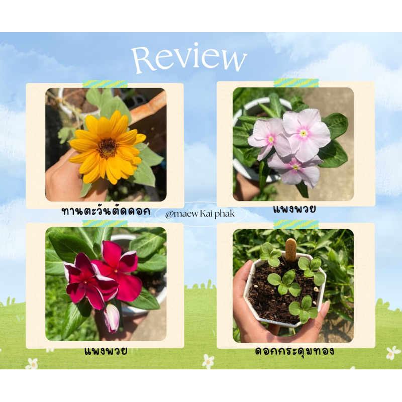 ชุดปลูกดอกไม้ สำหรับมือใหม่หัดปลูก ดอกเดซี่ ดอกทานตะวัน ดอกยิปโซฟีล่า ดาวกระจาย บานชื่น - รูปที่ 4