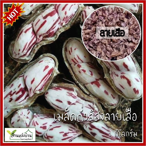 1 กก. เมล็ดพันธุ์ถั่วลิสงลายเสือ ถั่วราชินี ถั่วลิสงราชินี