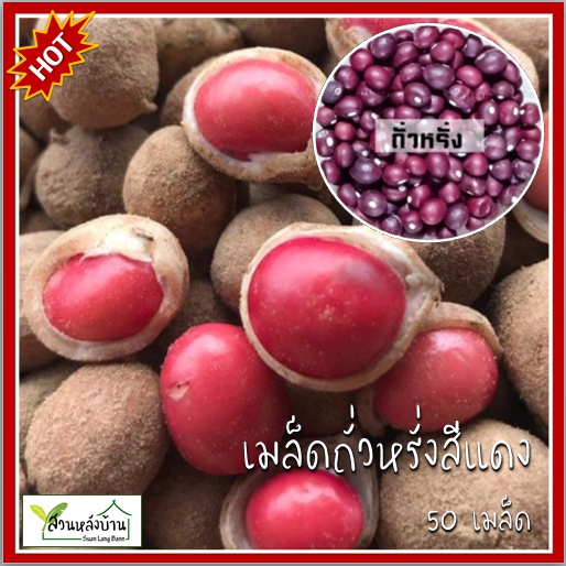 50 เมล็ด เมล็ดพันธุ์ถั่วหรั่ง เมล็ดถั่วหรั่ง ถั่วหรั่ง Bambara groundnut