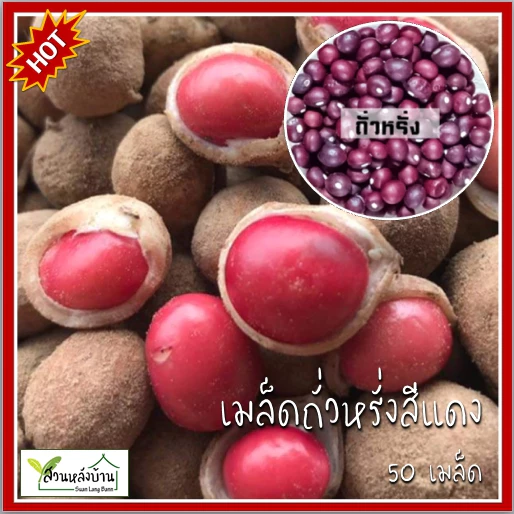 50 เมล็ด เมล็ดพันธุ์ถั่วหรั่ง เมล็ดถั่วหรั่ง ถั่วหรั่ง Bambara groundnut