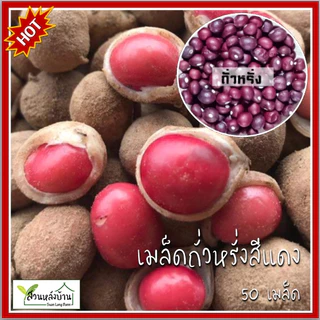 50 เมล็ด เมล็ดพันธุ์ถั่วหรั่ง เมล็ดถั่วหรั่ง ถั่วหรั่ง Bambara groundnut