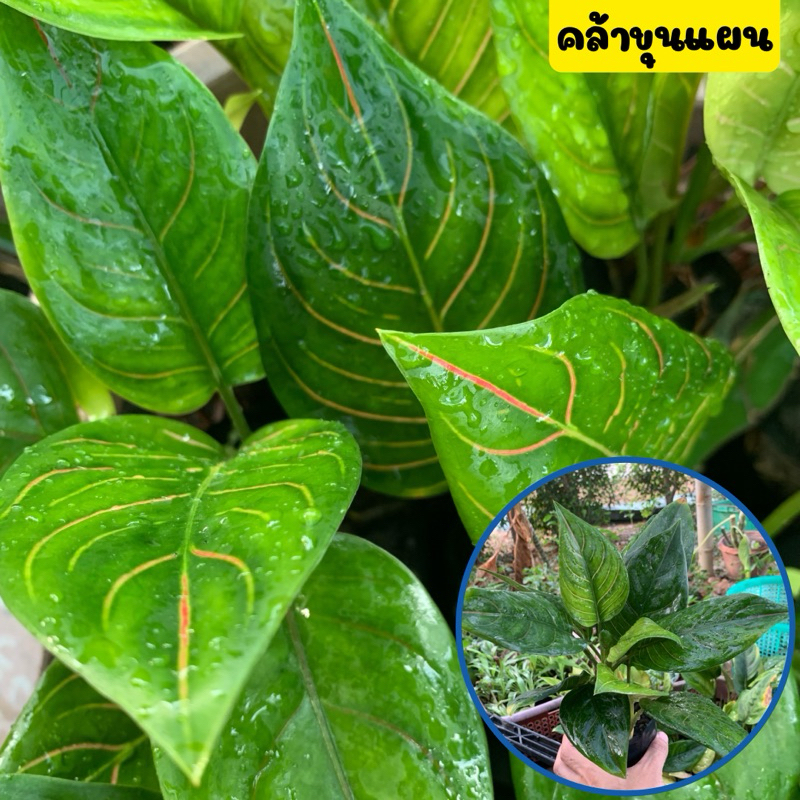 🪴คล้าขุนแผน🪴ไม้มงคล เรียกทรัพย์ เสริมเสน่ห์ เมตตามหานิยม ส่งพร้อมถุงชำ พร้อมปลูก