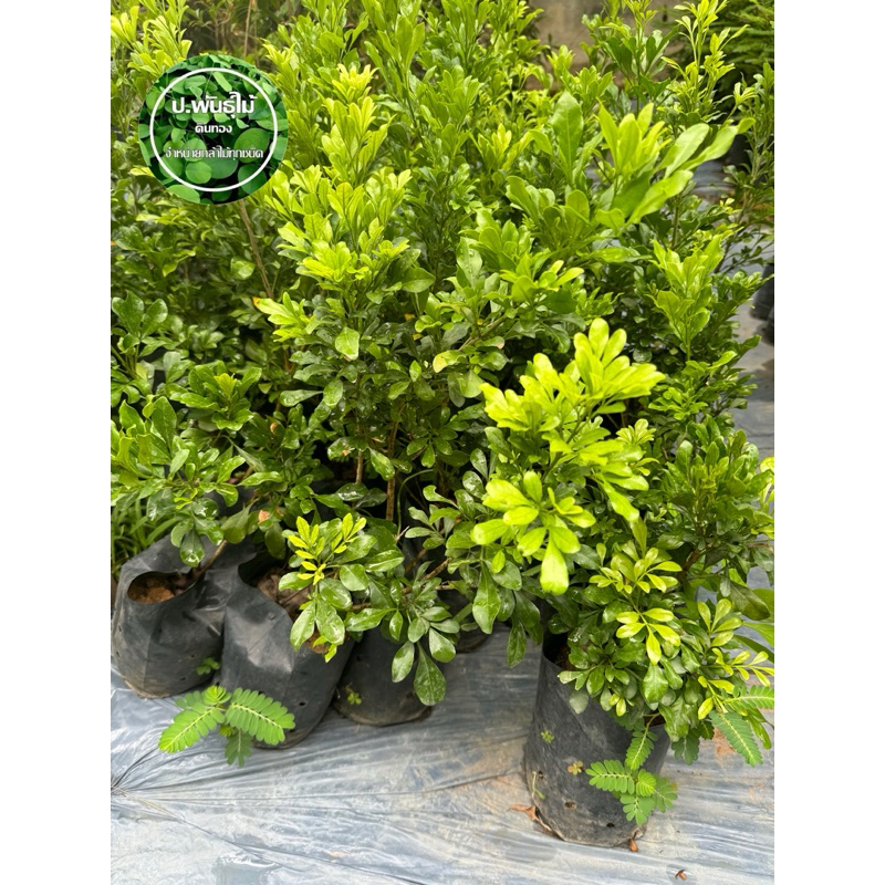 ต้นประยงค์ กิ่งชำ เสียหายเคลมฟรี