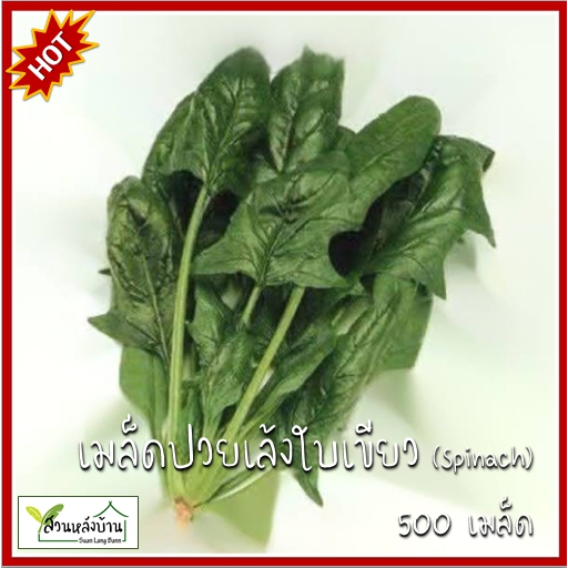 500 เมล็ด ปวยเล้ง (Spinach)  เมล็ดปวยเล้ง เมล็ดปวยเล้งใบเขียว ปวยเล้งใบเขียว