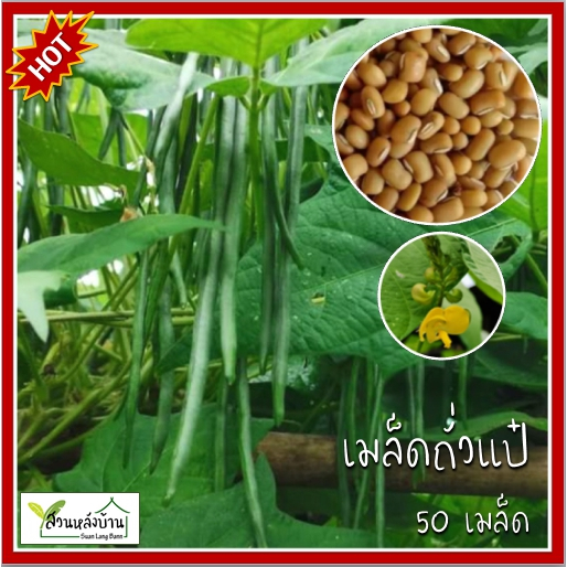 50 เมล็ด ถั่วแป๋ เมล็ดถั่วแป๋ ถั่วมะแป๋ เมล็ดถั่วมะแป๋ ถั่วแดง เมล็ดถั่วแดง