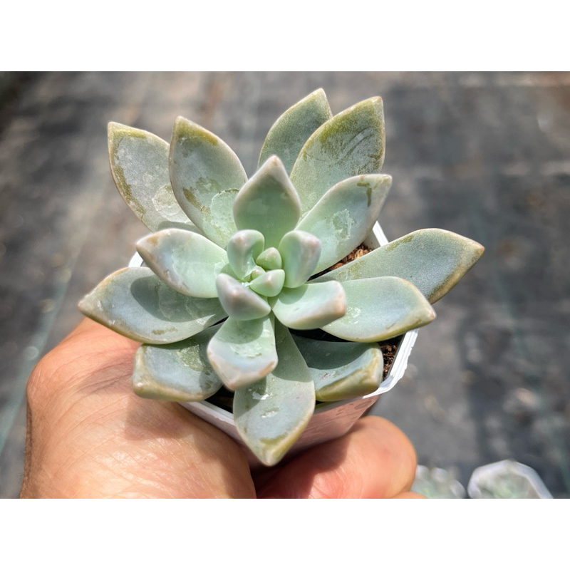 Graptoveria Victor Kane กุหลาบหิน ไม้อวบน้ำ ขนาด 2 นิ้ว