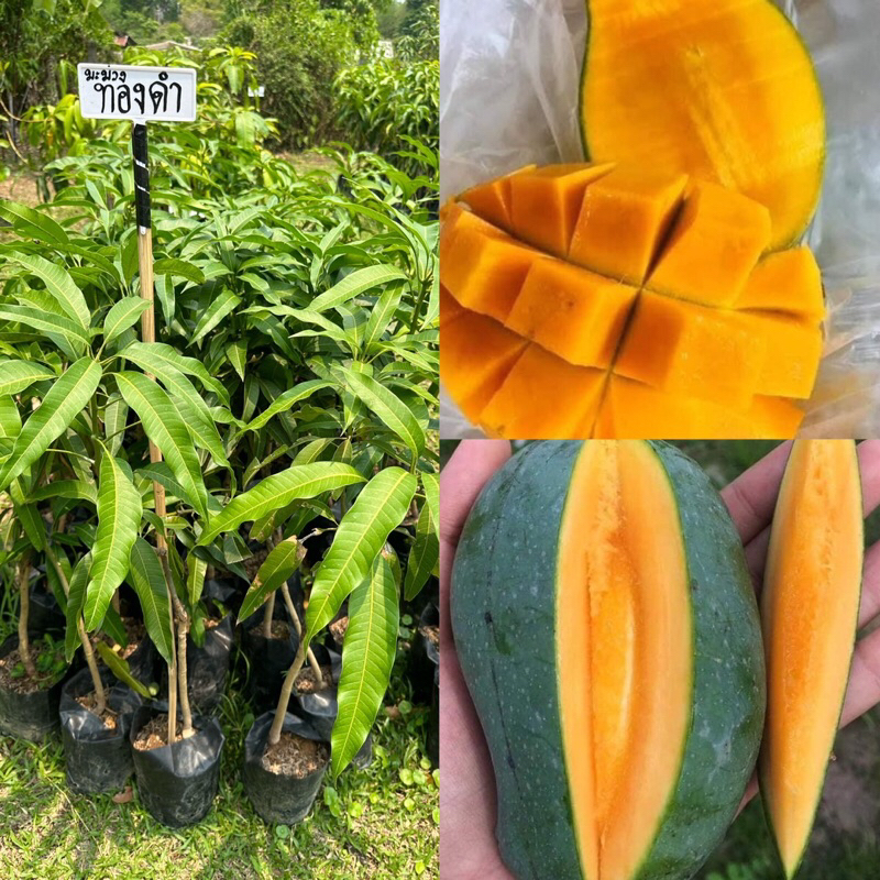 ต้นมะม่วงทองดำกิ่งเสียบยอด 8-12 เดือนติดผล ขนาดต้น 70-80 ซม.