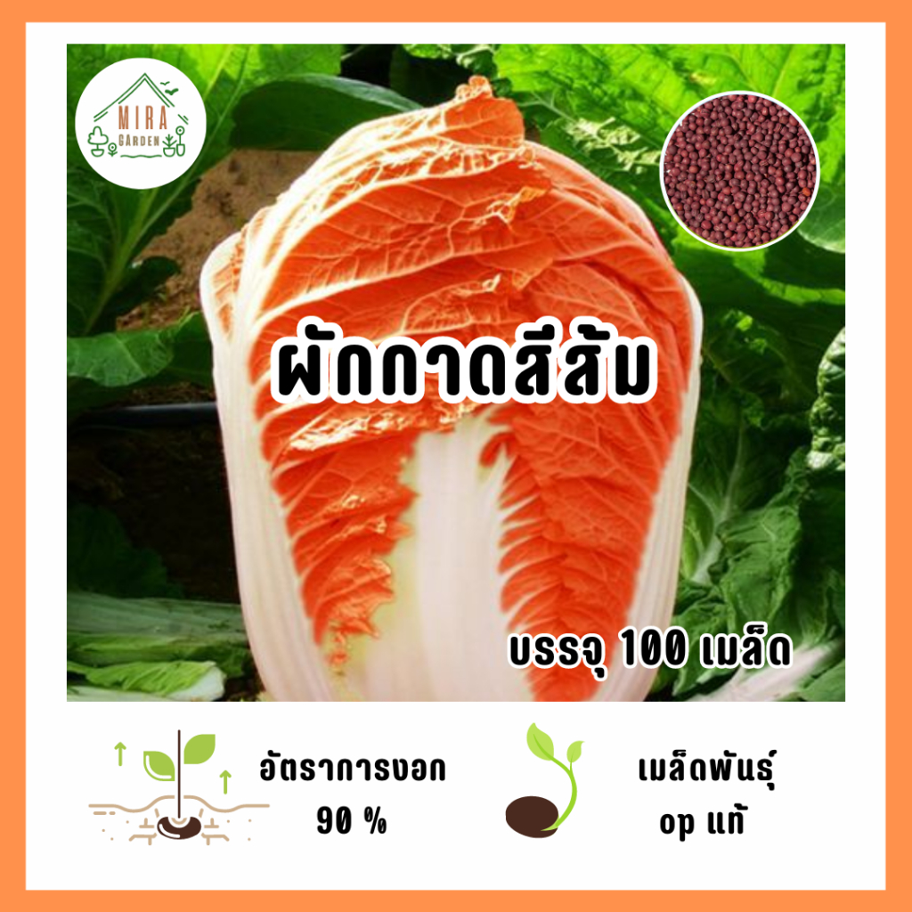 เมล็ดพันธุ์ ผักกาดสีส้ม บรรจุ 100 เมล็ด