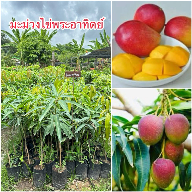 ต้นมะม่วงไข่พระอาทิตย์ (แบบเสียบยอด)