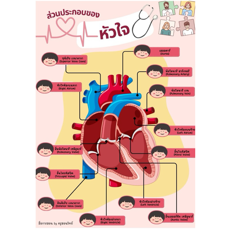 ส่วนประกอบของหัวใจ แบบติดตีนตุ๊กแก สื่อการสอนวิทยาศาสตร์