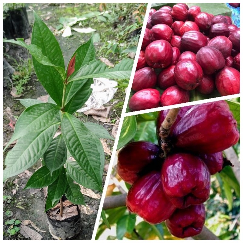 ต้นชมพู่มะเหมี่ยว / มะเหมี่ยว ต้นสูง 40-60 cm