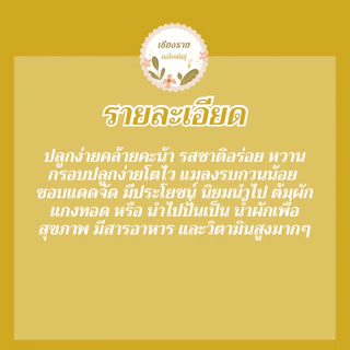 เมล็ดพันธุ์ คะน้าเคลใบหงิก 80 เมล็ด Brassica oleracea var acep เมล็ดพันธุ์แท้ นำเข้าจากต่างประเทศ